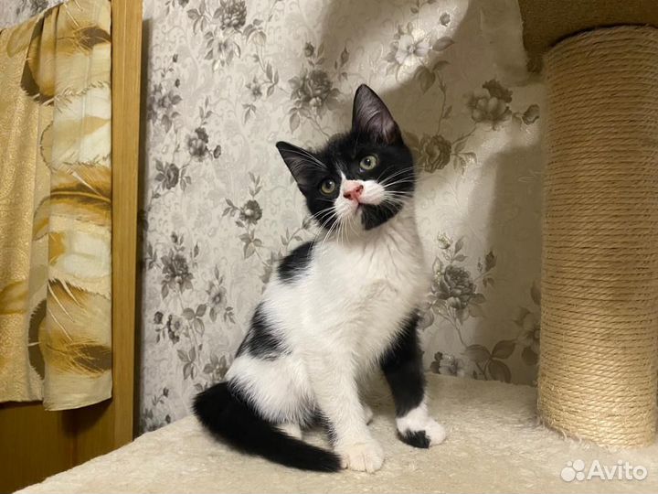 Котенок мальчик