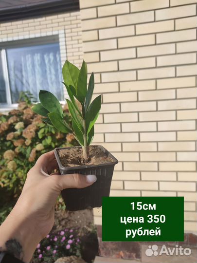 Замиокулькас