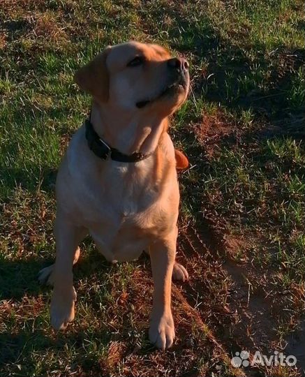 Лабрадор вязка (кобель)