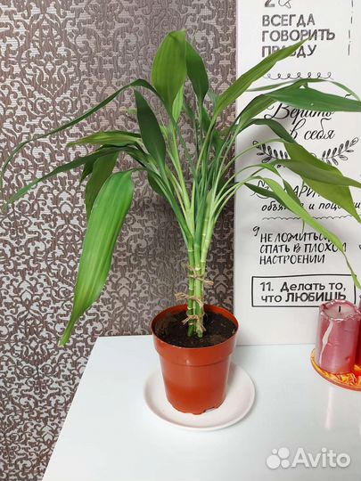 Драцена Сандера или Бамбук Счастья 7 стеблей