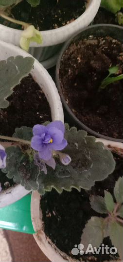 Фиалка в горшках