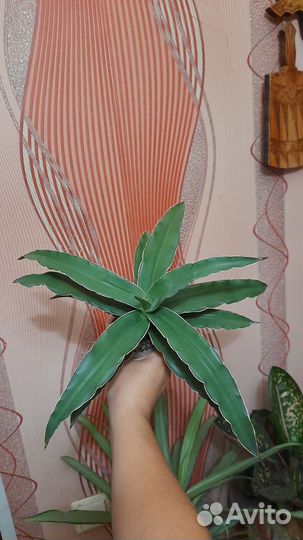 Сансевиерия блу кью взрослая