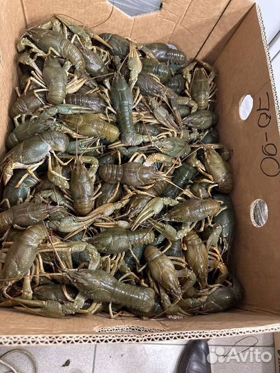 Живые и Вареные Раки бесплатная доставка от 2х кг