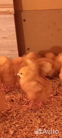 Цыплята Ломан Браун суточные