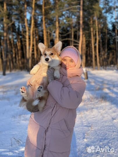 Вязка вельш корги пемброк