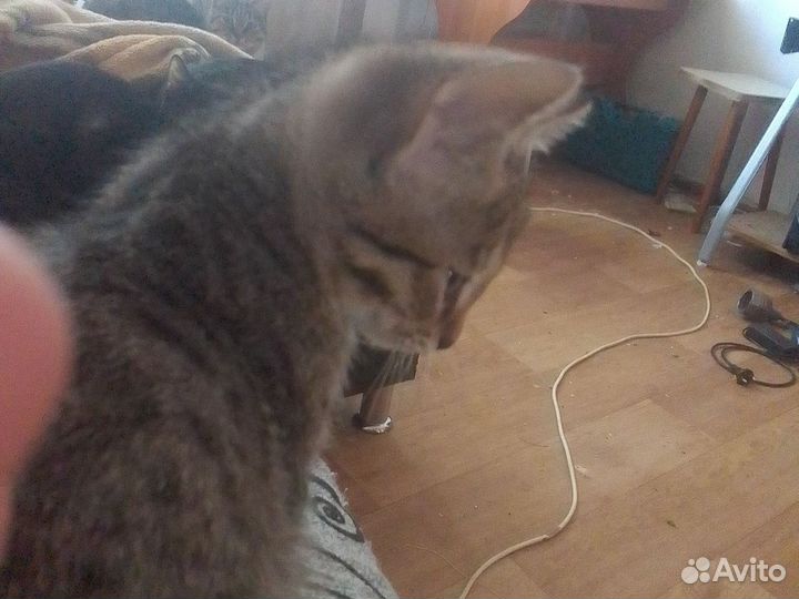 Котят хотят утопить