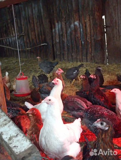 Куры молодки домашние