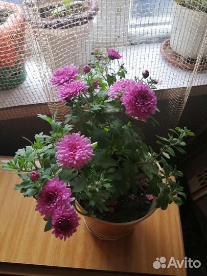 Хризантемы мультифлора