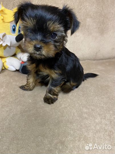 Йоркширский терьер