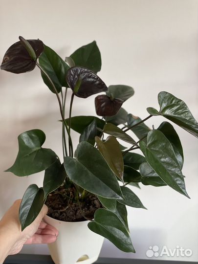 Комнатные растения цветы