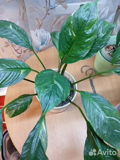 Спатифиллум Домино