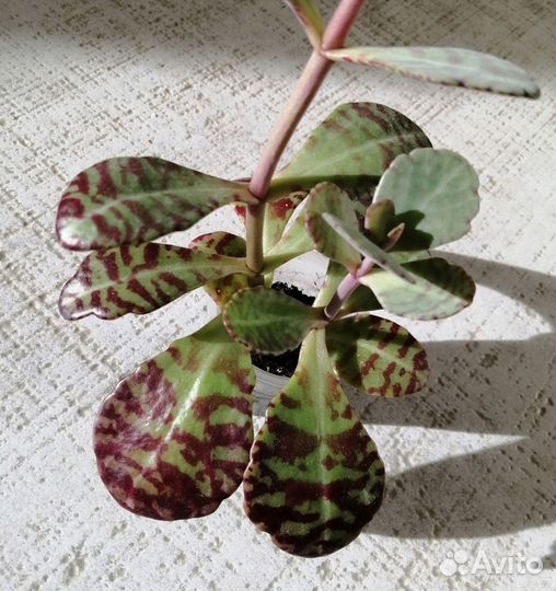 Каланхоэ Куропатка и Гастерия