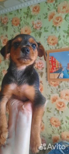 Милые щенки