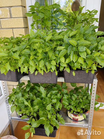 Рассада перцев