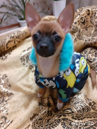 Собака чихуахуа