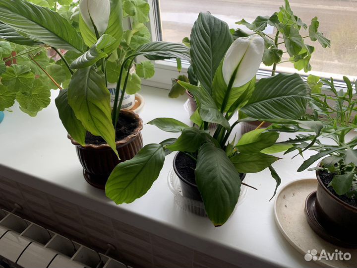 Цветок женское счастье