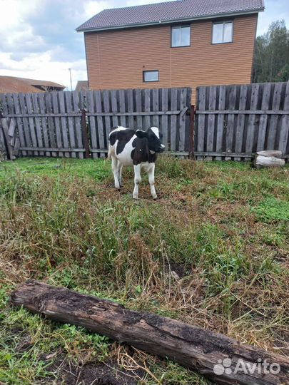 Телята телочки