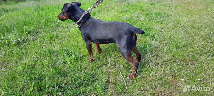 Ягдтерьет, сука