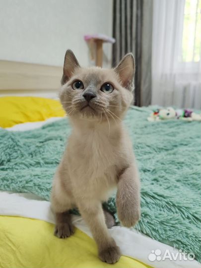 Тойбоб девочка