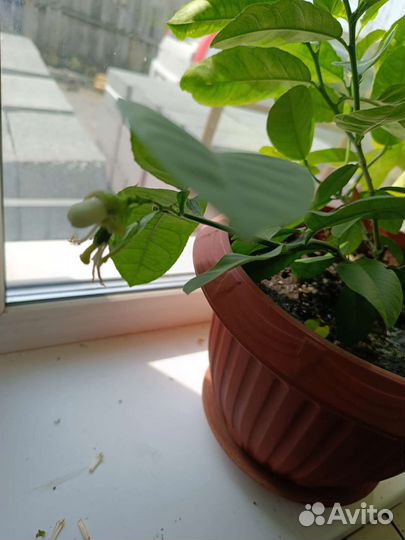 Лимонное дерево