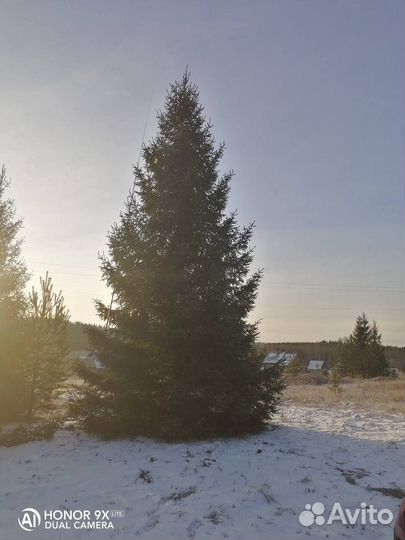 Ель крупномер 5.8 m