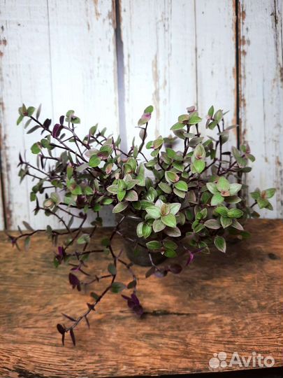 Каллизия Пинк Пантера (Розовая Пантера)