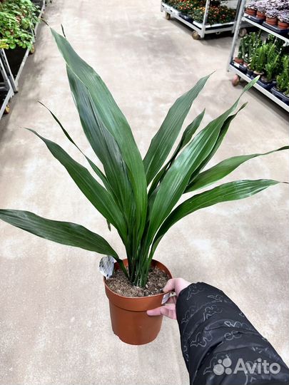 Аспидистра Элатиор