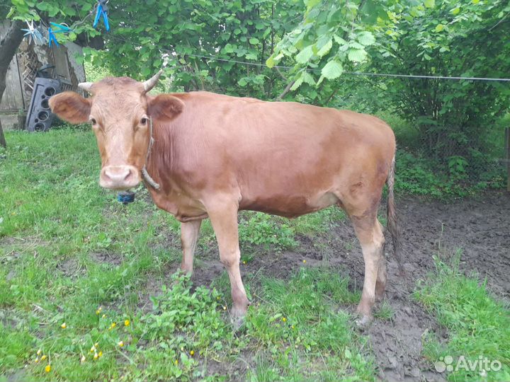 Корова теленка