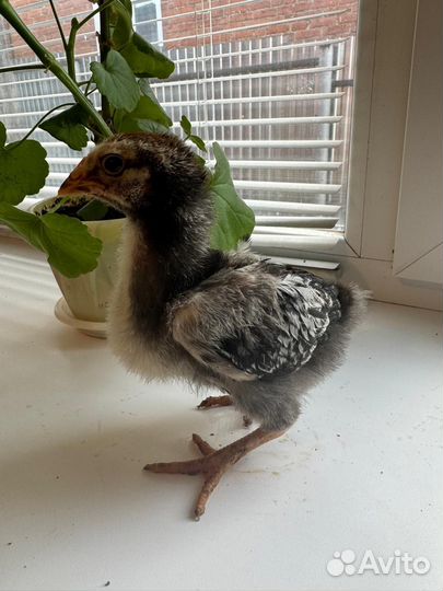 Домашняя птица