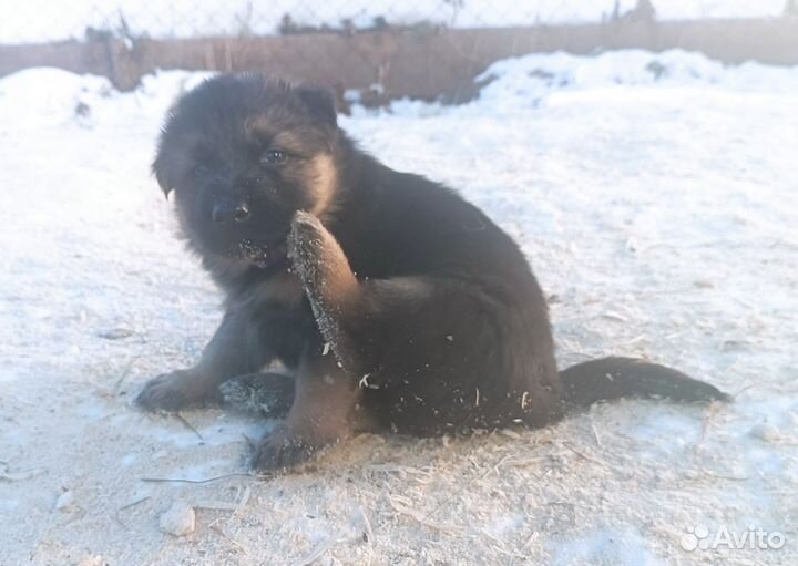 Щенки Немецкой овчарки