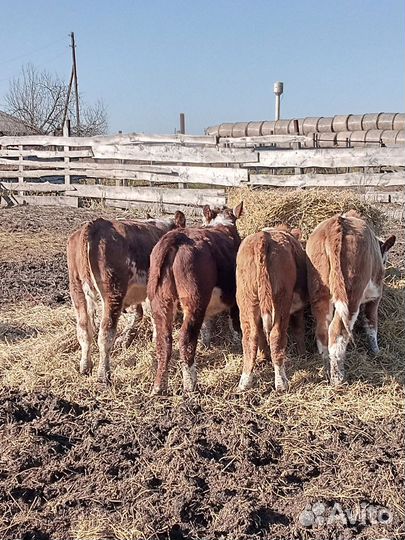 Бычки- Телки