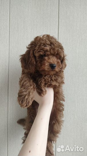 Той-пудель мальчик