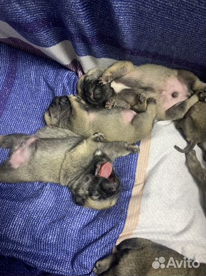 Щенки мопс