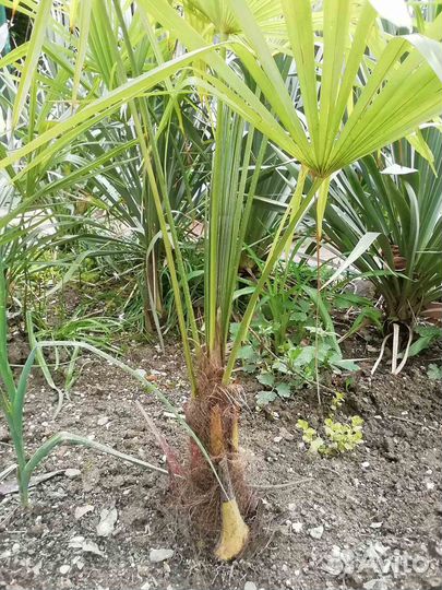 Пальма веерная