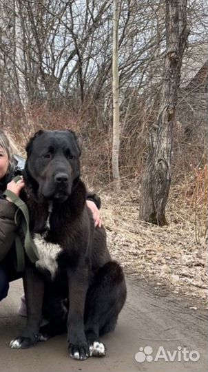 Среднеазиатская овчарка. Кобель. Бесплатно