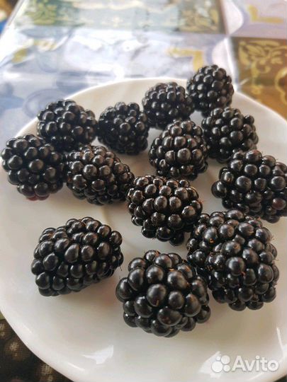 Кусты ежевики
