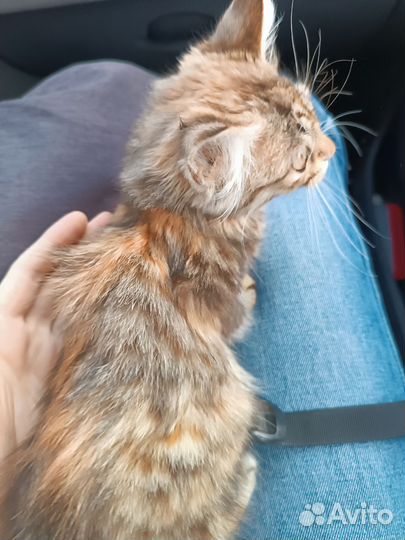 Котята в добрые руки бесплатно