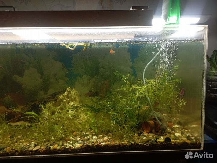 Аквариумы