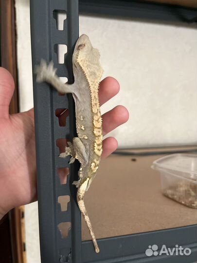 Геккон бананоед