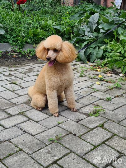 Пудель вязка