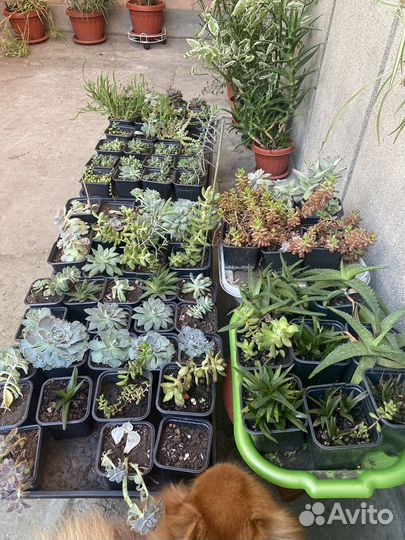 Суккуленты