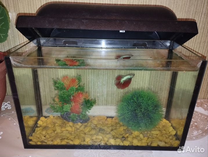 Аквариум