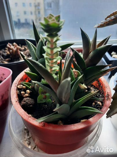 Наборы из суккулентов