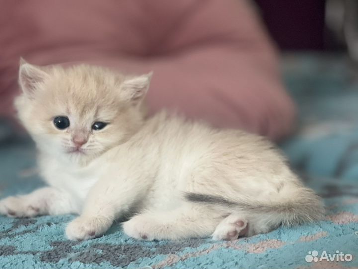 Розовый британский котик