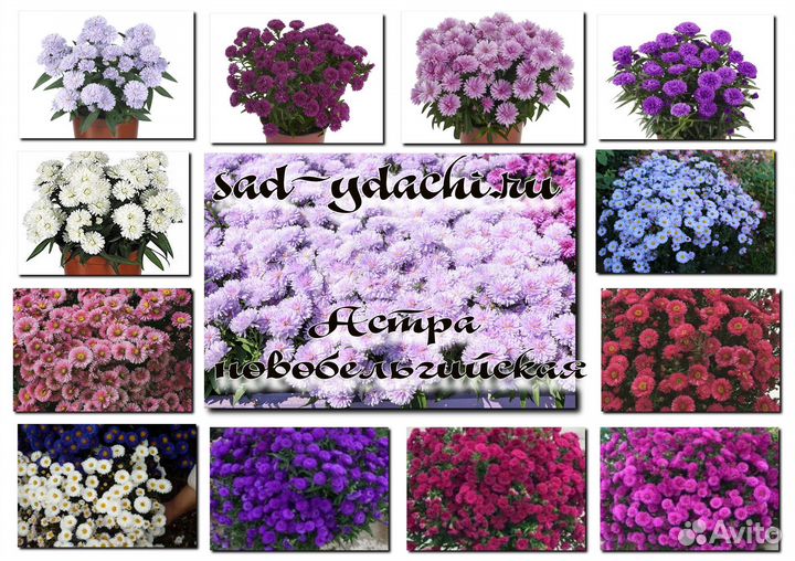 Хризантема. Астра.Черенки. Весна 2023