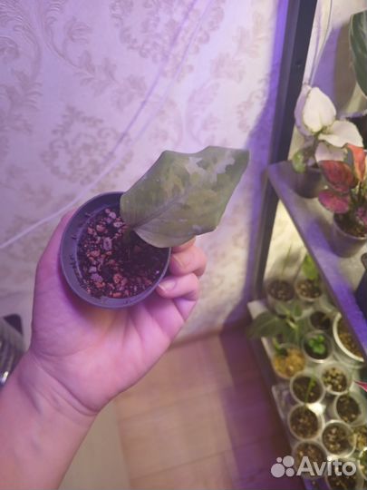 Комнатные цветы, аглаонема