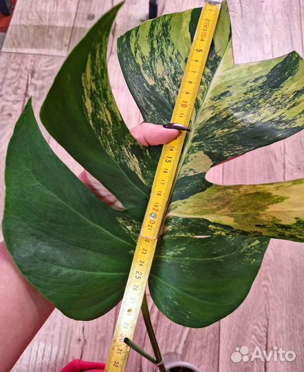 Монстера аурея триколор