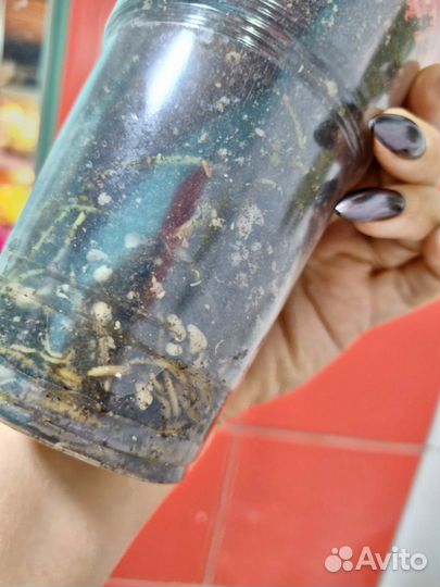 Монстера аурея триколор