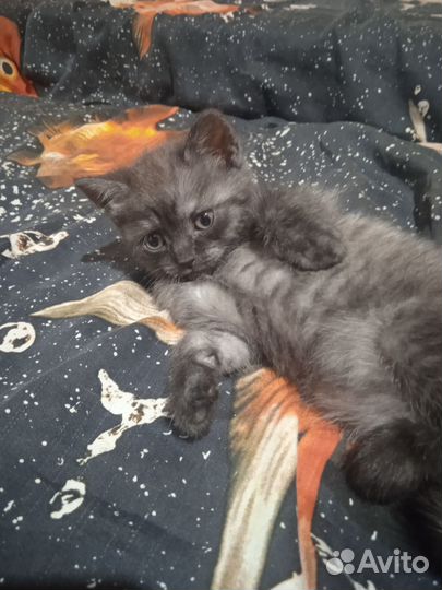 Отдам в добрые руки