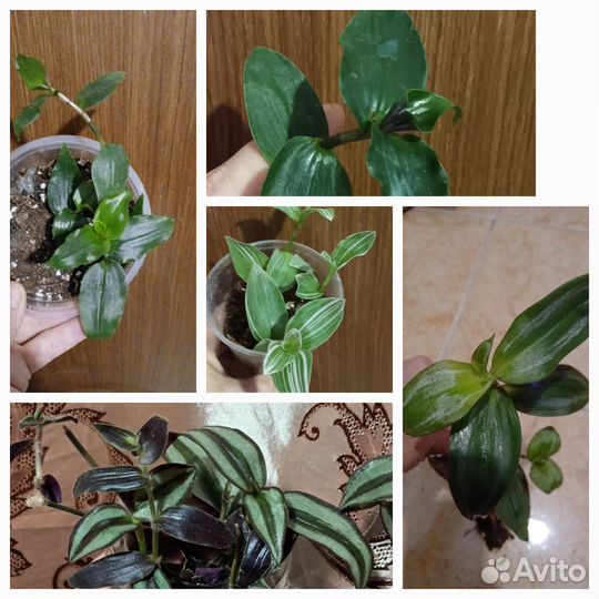 Традесканция